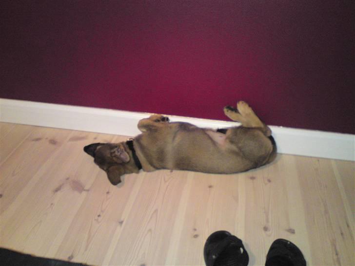 Schæferhund Dina billede 9