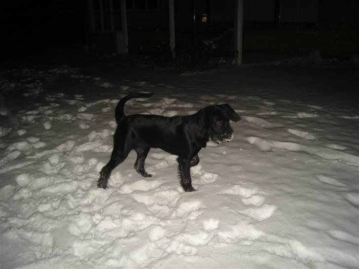 Blanding af racer Zoe - Zoes aller første sne ;) billede 16