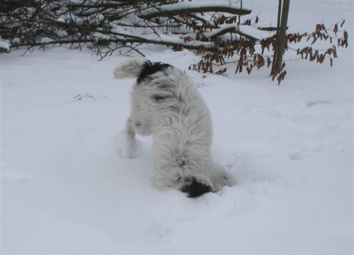 Blanding af racer Mille billede 11