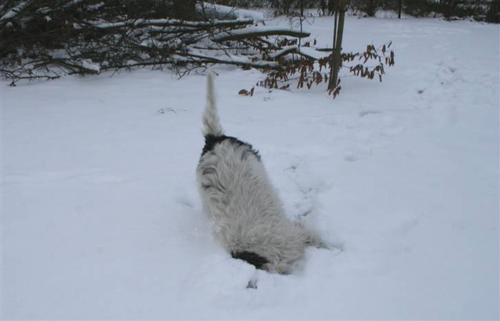 Blanding af racer Mille billede 12