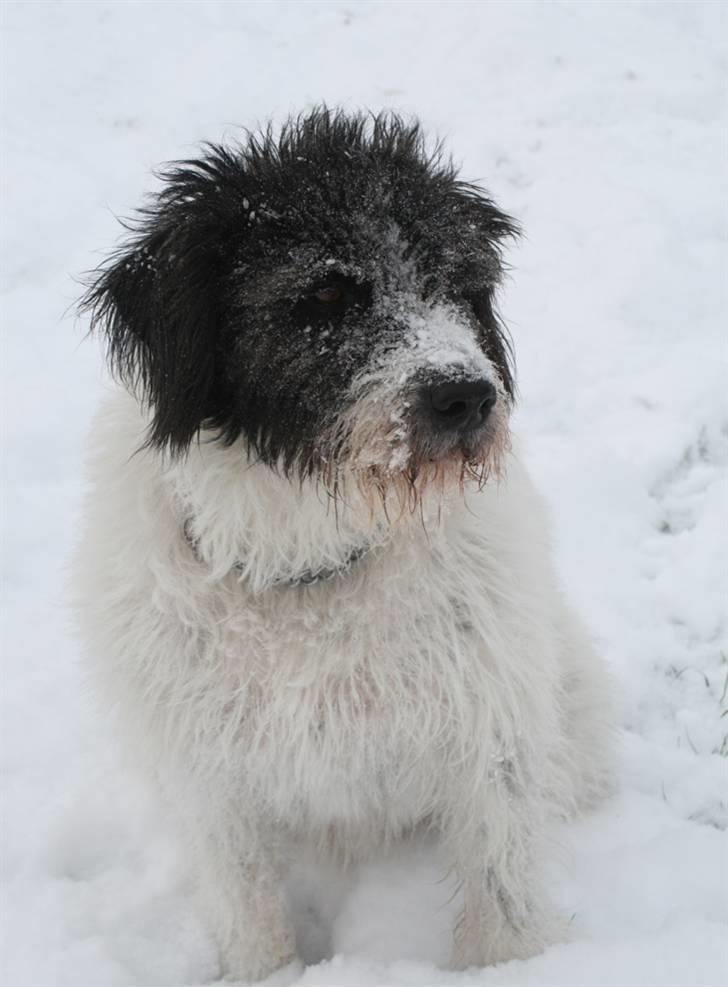 Blanding af racer Mille - Snefjæs billede 13