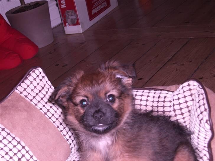 Pomeranian Coco billede 1