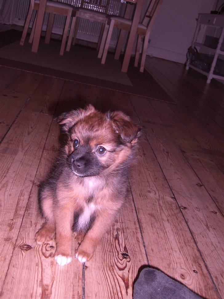 Pomeranian Coco billede 2