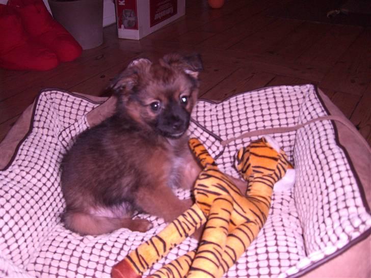 Pomeranian Coco billede 3