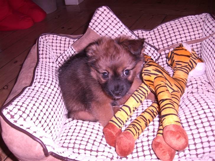 Pomeranian Coco billede 4