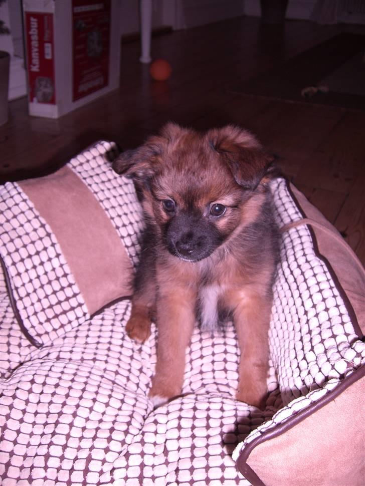 Pomeranian Coco billede 5