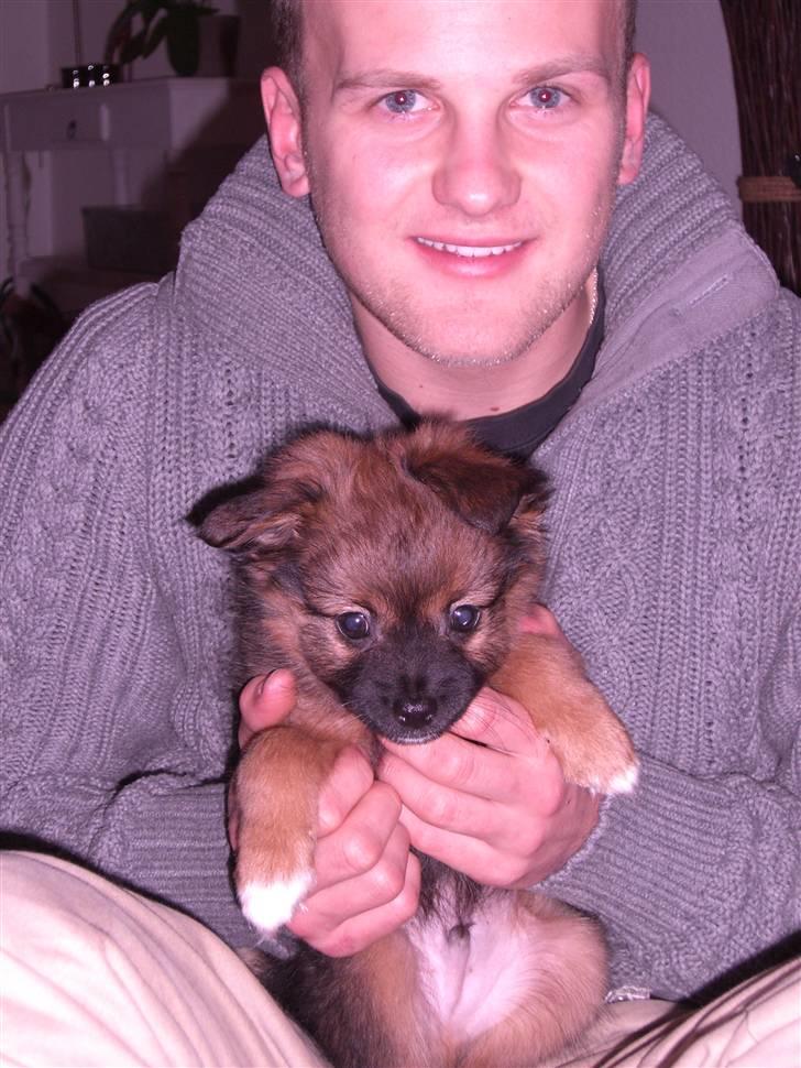 Pomeranian Coco billede 7