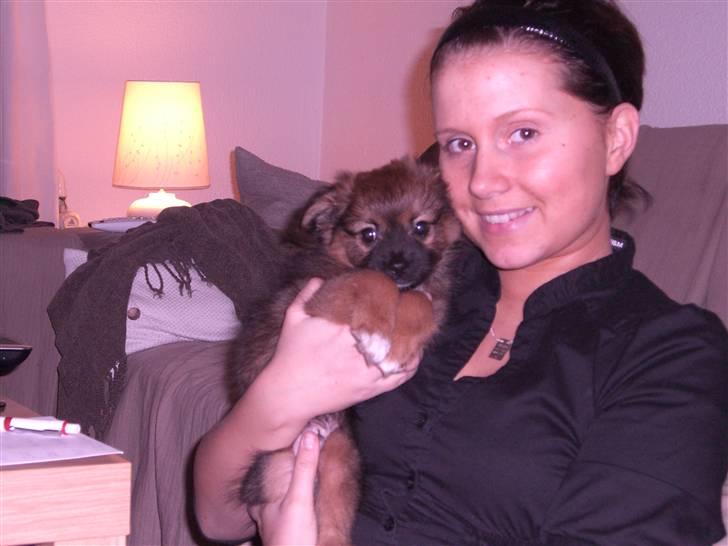 Pomeranian Coco billede 9