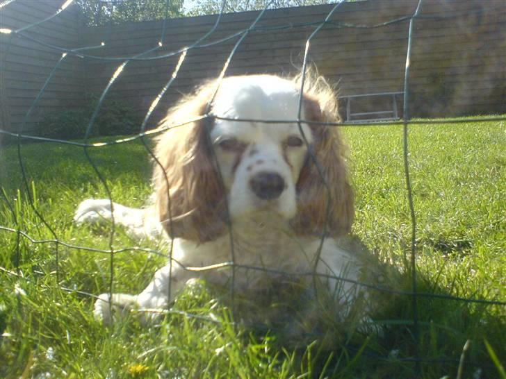 Cavalier king charles spaniel Mikkel - I haven :´) billede 1