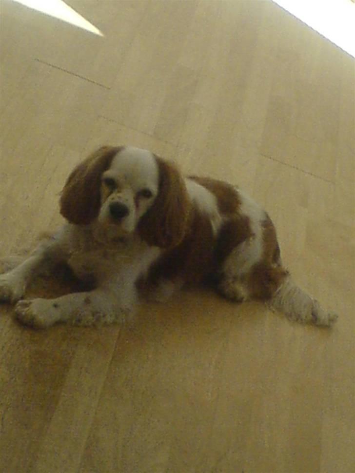 Cavalier king charles spaniel Mikkel - basse :´) billede 2