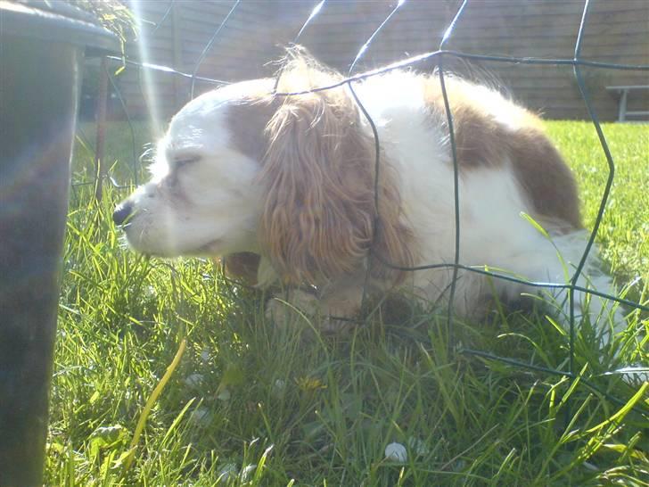 Cavalier king charles spaniel Mikkel - græsser er altid grønnere på den anden side :´) billede 3