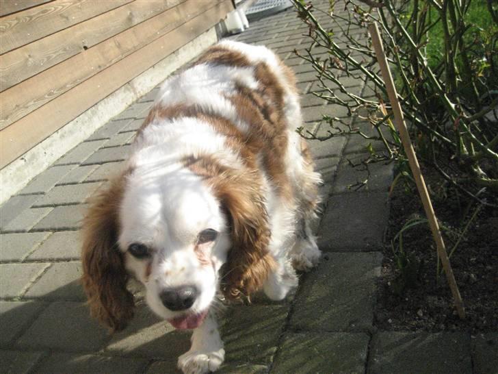 Cavalier king charles spaniel Mikkel - Heej moar! :D billede 4
