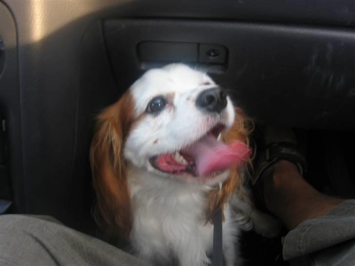 Cavalier king charles spaniel Mikkel - I bilen! billede 5