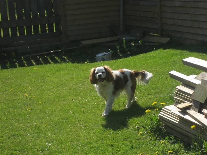 Cavalier king charles spaniel Mikkel - See hvor lækker jeg er! :D billede 6