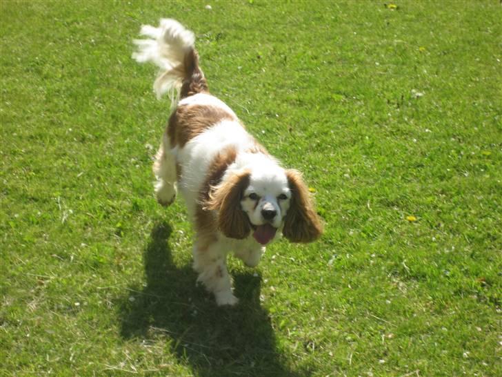 Cavalier king charles spaniel Mikkel - Her kommer jeg! billede 7