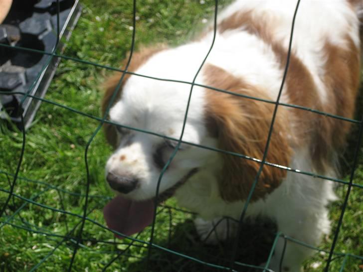 Cavalier king charles spaniel Mikkel - puha det varmt :D billede 8