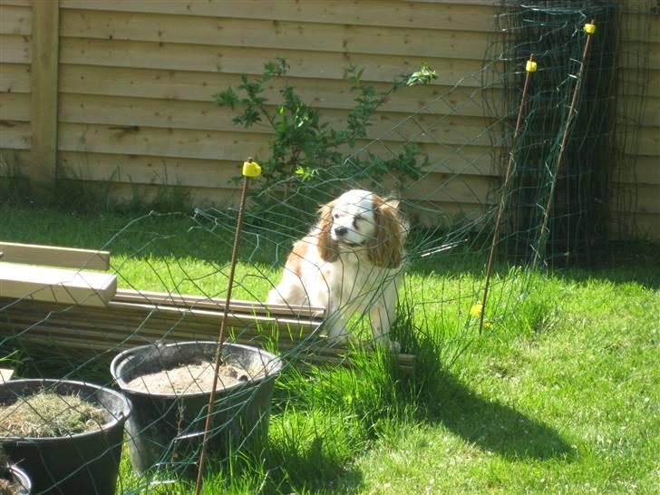 Cavalier king charles spaniel Mikkel - Davs :´) billede 9