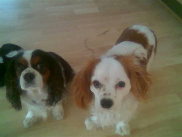 Cavalier king charles spaniel Mikkel - Mikkel til højre og Mollie til venstre :´) <3 billede 10