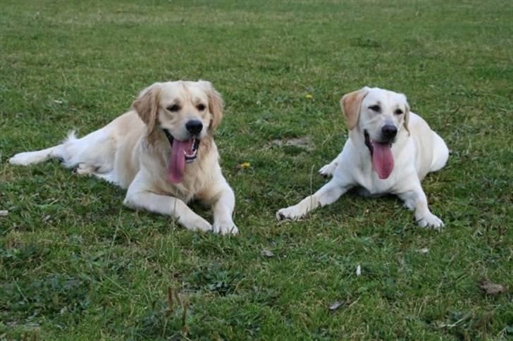 Labrador retriever Bailey billede 8