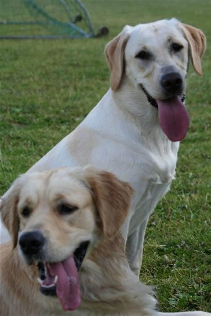 Labrador retriever Bailey billede 9