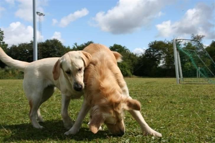 Labrador retriever Bailey billede 10