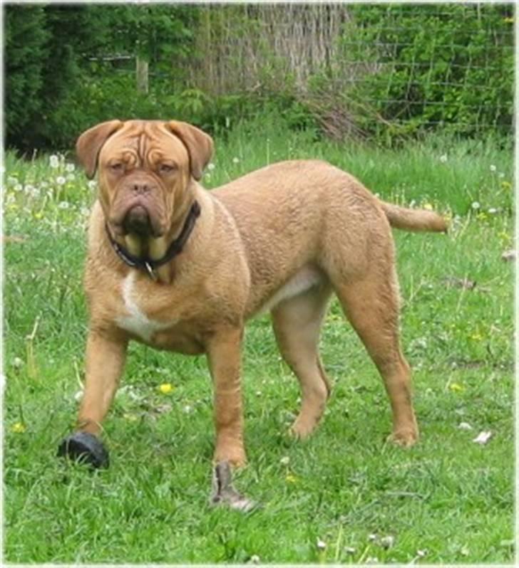 Dogue de bordeaux Isolde Van't Bulscampvelt - Isolde 6 mdr. billede 6