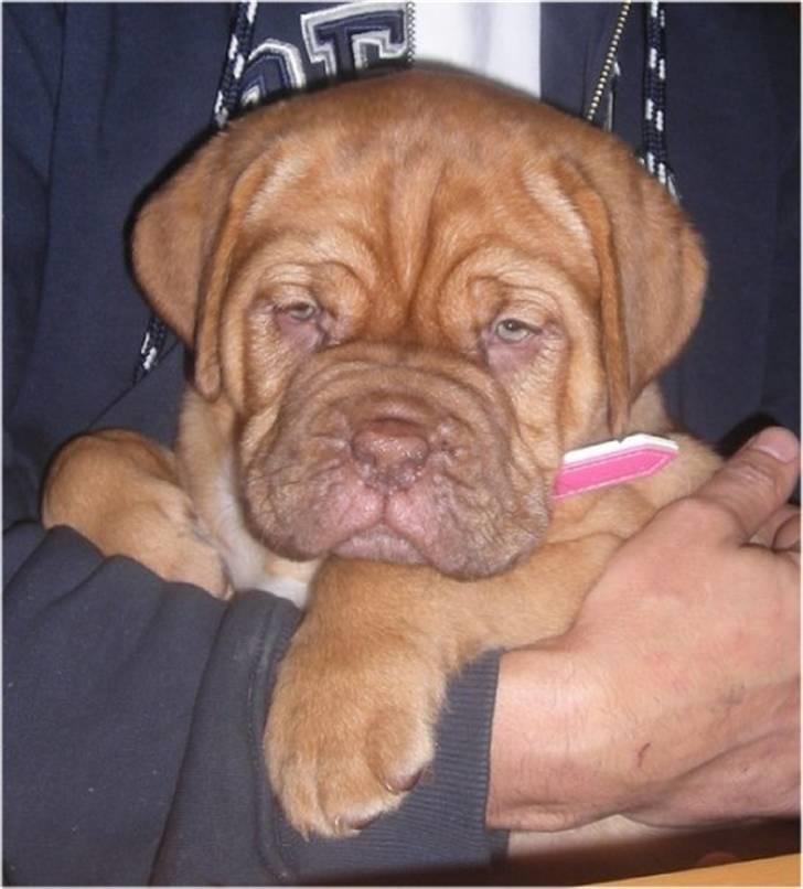 Dogue de bordeaux Isolde Van't Bulscampvelt - Isolde 8 uger billede 18