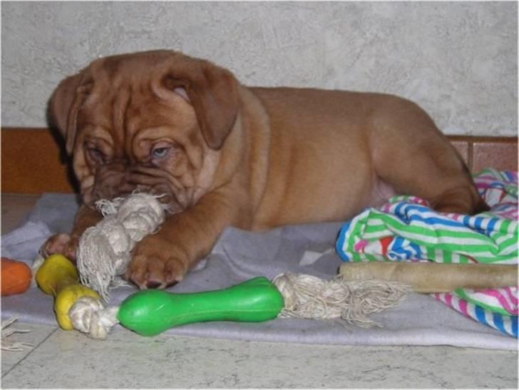 Dogue de bordeaux Isolde Van't Bulscampvelt - Isolde 8 uger billede 19