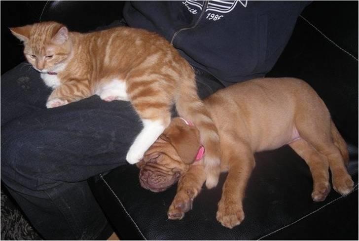 Dogue de bordeaux Isolde Van't Bulscampvelt - Isolde og Silke billede 13