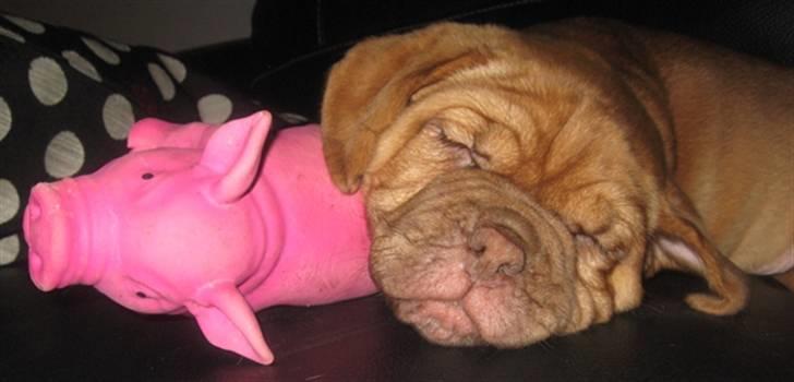 Dogue de bordeaux Isolde Van't Bulscampvelt billede 12