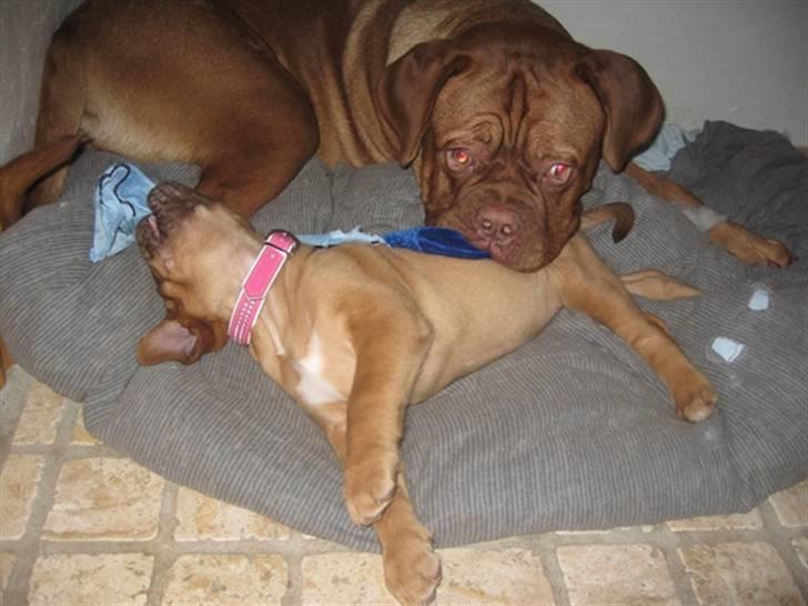 Dogue de bordeaux Isolde Van't Bulscampvelt - Isolde og CaMeeko <3 billede 7
