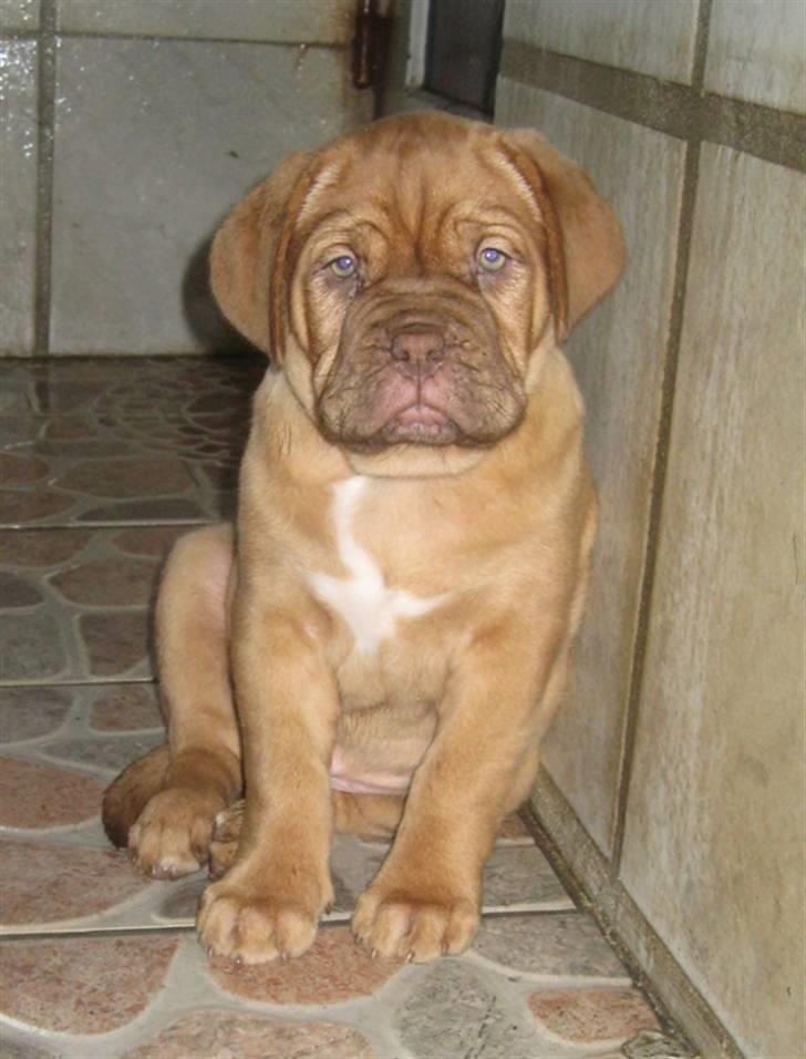 Dogue de bordeaux Isolde Van't Bulscampvelt - Isolde 9 uger billede 16