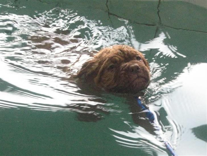 Dogue de bordeaux Isolde Van't Bulscampvelt - Isolde til svømning 9 uger billede 17