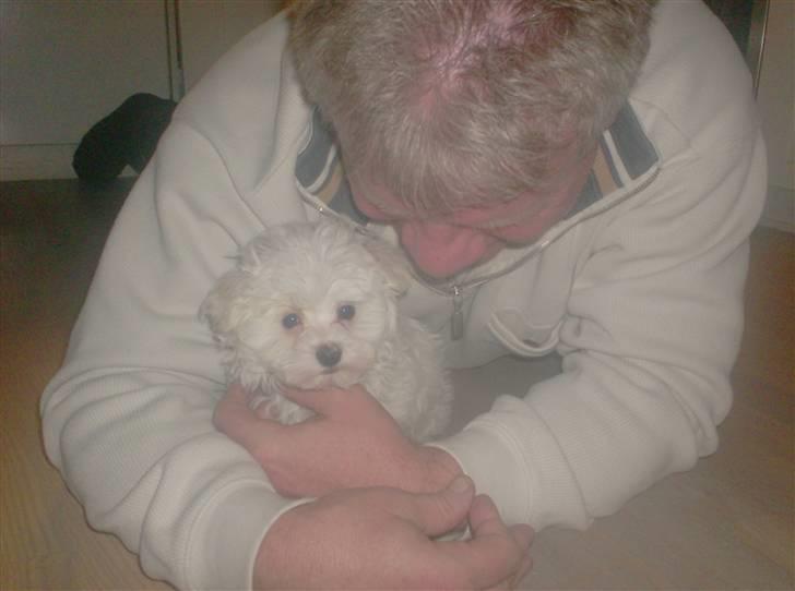 Malteser Luna - Morfar og Luna.  billede 4