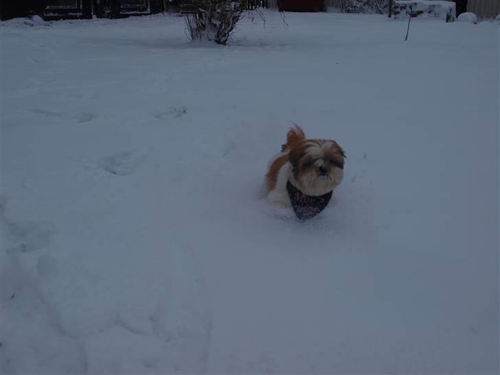 Shih tzu HappyLady Vom Drachenberg billede 14