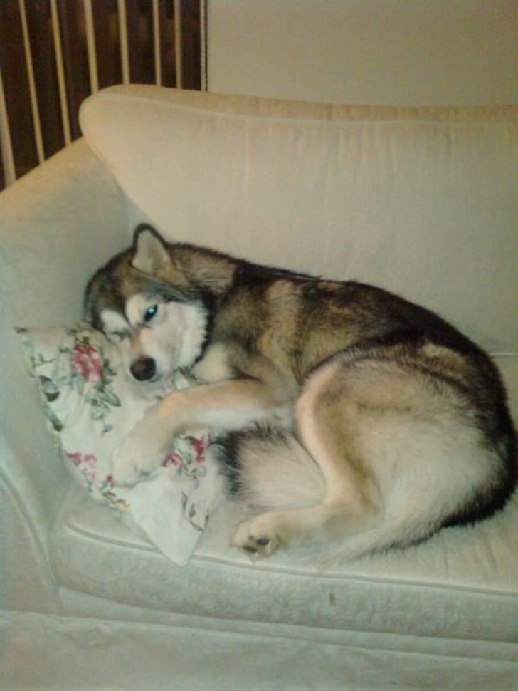 Alaskan malamute Leika - Leika nyder livet på landet. Nov. 2009!  billede 9
