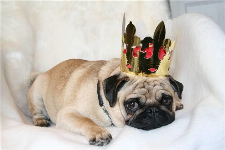 Mops Benson - Hans kodenavn i kvarteret er: majestæten. - billedet taget på hans 1 års fødselsdag billede 1