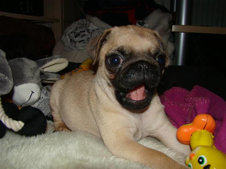 Mops Benson - Benson 10 uger: Han blev en smule træt midt i legen.  billede 2