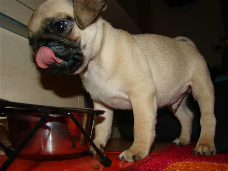 Mops Benson - Benson 10 uger: Mmm fantastisk mad.  billede 3