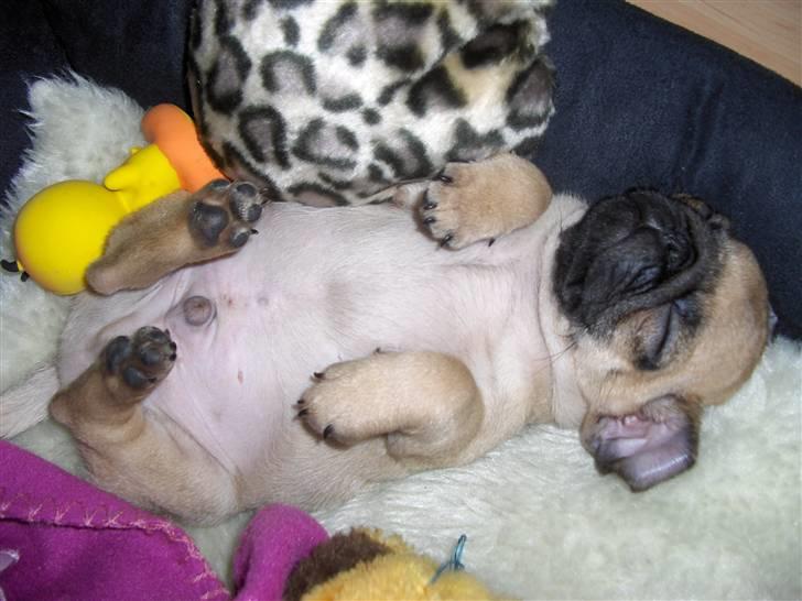 Mops Benson - Benson 8 uger: Han er faldet i dyb søvn i hans seng.  billede 4