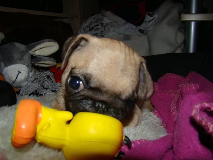 Mops Benson - Benson 10 uger: Overfald på pivedyret tweedy!  billede 5