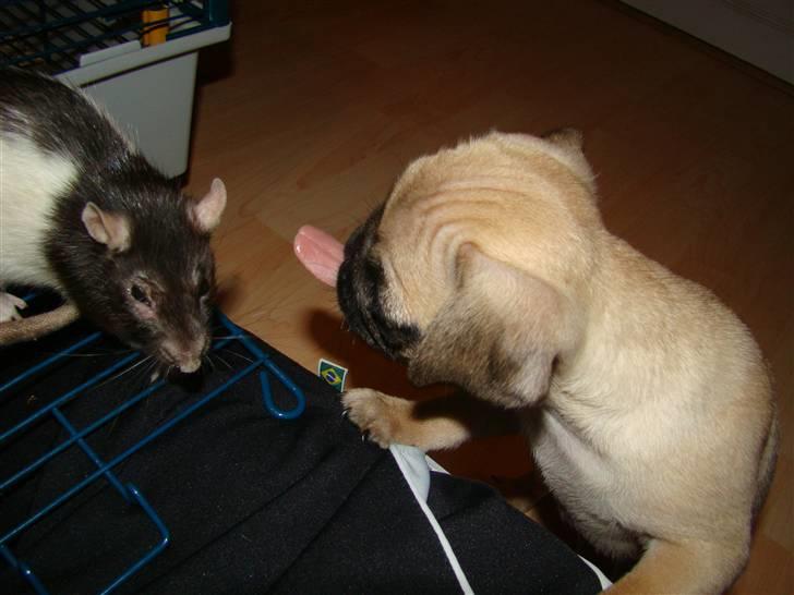 Mops Benson - Benson 10 uger: Som jeg sagde så kan han med alt og alle. også tamrotter.  billede 6