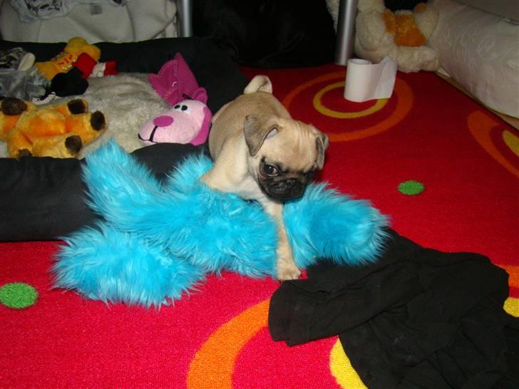 Mops Benson - Benson 10 uger. Lille fyr med stort ego, ingen er for stor, så her "nedlægger" han den blå bamse.  billede 7