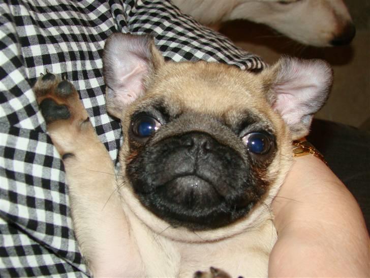 Mops Benson - Benson 10 uger: Tag ikke fejl, han er en mops, ikke en fransk bulldog ;-) billede 8