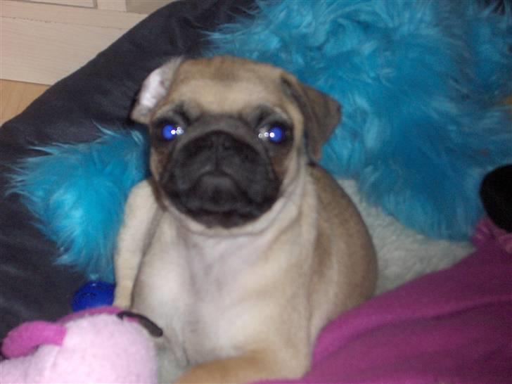 Mops Benson - Benson 10 uger: Ej, lad nu være, jeg vil ikke op nu?? Jeg sover jo..  billede 9