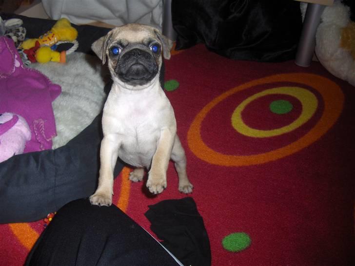 Mops Benson - Benson 10 uger. Nu når du har vækket mig, så skal jeg også op at hænge hos dig :) billede 10