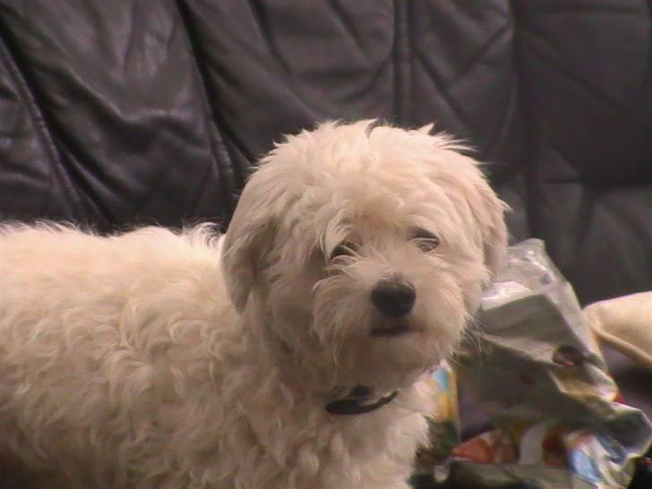 Malteser Manse - Velkommen til Manse´s profil. billede 1