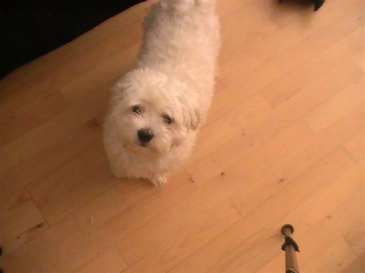 Malteser Manse billede 2