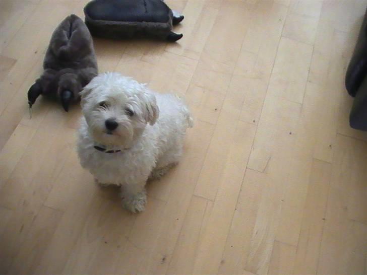 Malteser Manse - Far , må jeg gerne lege med dine pusser hva ?  billede 3