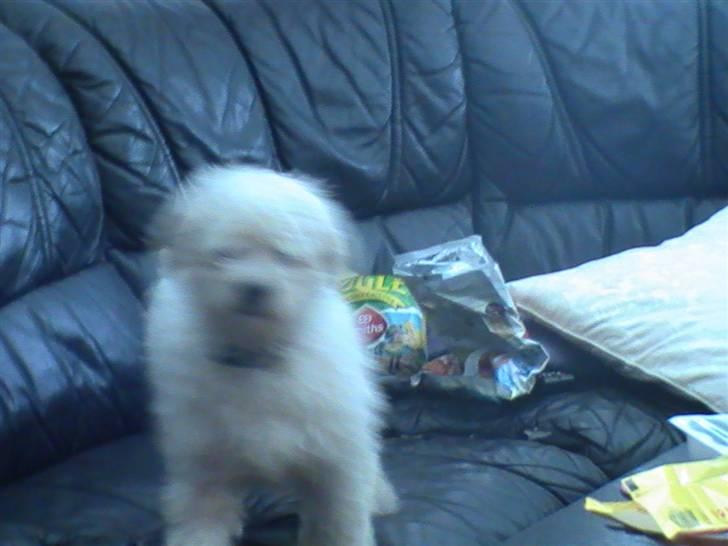 Malteser Manse billede 4